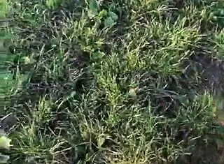 Imagine a perfect blowjob turning into deepthroat and cum swallowing outdoors