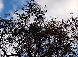 the forester girl and i licked each other to orgasm in the hut 😍