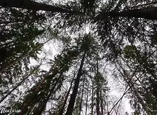 real russian couple films wild blowjob in forest. didn’t expect it to get so intense!