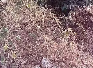 Village girl with perfect boobs gets banged by stream! 😍