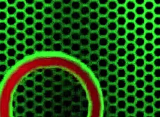 alice wonder licks big wet pussy in lingerie